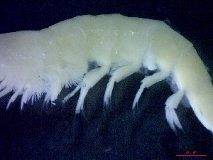  ( - E3-O34)  @11 [ ] Unspecified (default): All Rights Reserved (2021) J.Groeneveld Oceanographic Research Institute