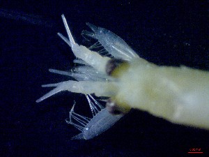  ( - E3-O34)  @11 [ ] Unspecified (default): All Rights Reserved (2021) J.Groeneveld Oceanographic Research Institute