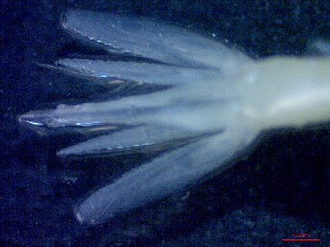  ( - E3-O34)  @11 [ ] Unspecified (default): All Rights Reserved (2021) J.Groeneveld Oceanographic Research Institute