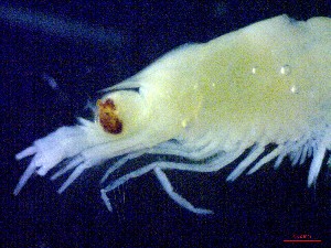  ( - E3-O38)  @11 [ ] Unspecified (default): All Rights Reserved (2021) J.Groeneveld Oceanographic Research Institute