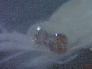  ( - E3-O3)  @11 [ ] Unspecified (default): All Rights Reserved (2021) J.Groeneveld Oceanographic Research Institute