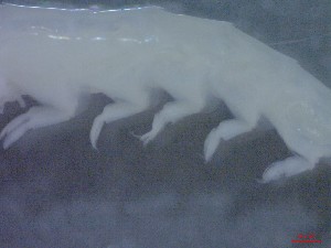  ( - E3-O3)  @11 [ ] Unspecified (default): All Rights Reserved (2021) J.Groeneveld Oceanographic Research Institute