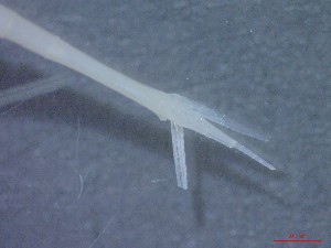  ( - E3-O3)  @11 [ ] Unspecified (default): All Rights Reserved (2021) J.Groeneveld Oceanographic Research Institute