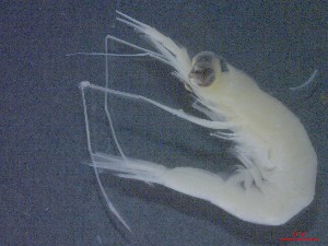  ( - E3-O9)  @11 [ ] Unspecified (default): All Rights Reserved (2021) J.Groeneveld Oceanographic Research Institute