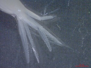  ( - E3-O9)  @11 [ ] Unspecified (default): All Rights Reserved (2021) J.Groeneveld Oceanographic Research Institute