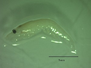  ( - HE1PG)  @11 [ ] Attribution by P. Govender (2021) J.Groeneveld Oceanographic Research Institute