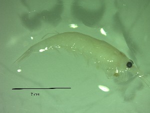  ( - HE2PG)  @11 [ ] Attribution by P. Govender (2021) J.Groeneveld Oceanographic Research Institute