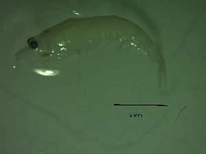  ( - HE4PG)  @11 [ ] Attribution by P. Govender (2021) J.Groeneveld Oceanographic Research Institute