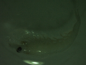  ( - HE4PG)  @11 [ ] Attribution by P. Govender (2021) J.Groeneveld Oceanographic Research Institute