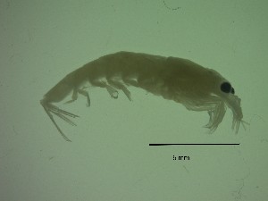  ( - HE9PG)  @11 [ ] Attribution by P. Govender (2021) J.Groeneveld Oceanographic Research Institute