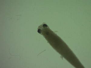  ( - HE9PG)  @11 [ ] Attribution by P. Govender (2021) J.Groeneveld Oceanographic Research Institute