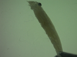  ( - HE9PG)  @11 [ ] Attribution by P. Govender (2021) J.Groeneveld Oceanographic Research Institute