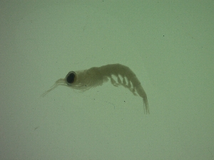  (Thysanoessa gregaria - LE1PG)  @11 [ ] Attribution by P. Govender (2021) J.Groeneveld Oceanographic Research Institute