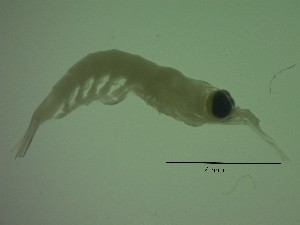  ( - LE1PG)  @11 [ ] Attribution by P. Govender (2021) J.Groeneveld Oceanographic Research Institute