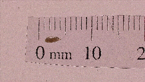  (Calanus agulhensis - CA2AG1)  @11 [ ] Attribution by Aadam Rawoot (2018) Riaan Cedras/Aadam Rawoot University of the Western Cape