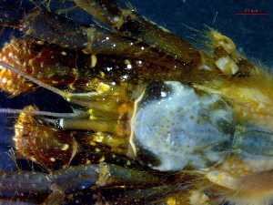  ( - CRDN115)  @11 [ ] cc-by-sa (2024) Jannes Landschoff The Sea Change Project