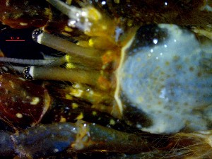  ( - CRDN115)  @11 [ ] cc-by-sa (2024) Jannes Landschoff The Sea Change Project