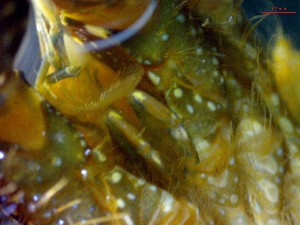  ( - CRDN115)  @11 [ ] cc-by-sa (2024) Jannes Landschoff The Sea Change Project