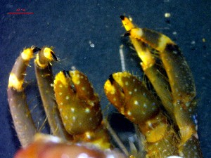  ( - CRDN115)  @11 [ ] cc-by-sa (2024) Jannes Landschoff The Sea Change Project