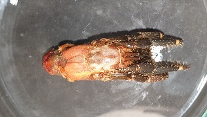  ( - CRDN43)  @11 [ ] cc-by-sa (2024) Jannes Landschoff The Sea Change Project