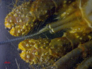  ( - CRDN43)  @11 [ ] cc-by-sa  Jannes Landschoff The Sea Change Project