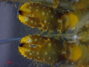  ( - CRDN43)  @11 [ ] cc-by-sa  Jannes Landschoff The Sea Change Project