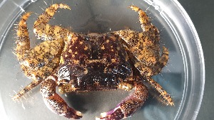  ( - CRDN149)  @11 [ ] Attribution by P. Govender (2021) J.Groeneveld Oceanographic Research Institute