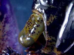  ( - CRDN149)  @11 [ ] Attribution by P. Govender (2021) J.Groeneveld Oceanographic Research Institute