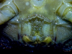  ( - CRDN149)  @11 [ ] Attribution by P. Govender (2021) J.Groeneveld Oceanographic Research Institute