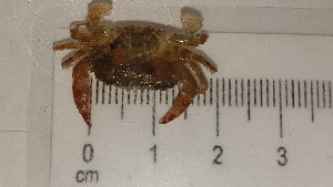  ( - CRDN95)  @11 [ ] Attribution by P. Govender (2021) J.Groeneveld Oceanographic Research Institute