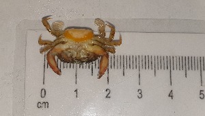  ( - CRDN95)  @11 [ ] Attribution by P. Govender (2021) J.Groeneveld Oceanographic Research Institute