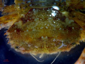  ( - CRDN96)  @11 [ ] Attribution by P. Govender (2021) J.Groeneveld Oceanographic Research Institute