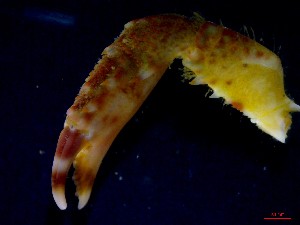  ( - CRDN96)  @11 [ ] Attribution by P. Govender (2021) J.Groeneveld Oceanographic Research Institute