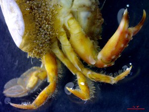  ( - CRDN96)  @11 [ ] Attribution by P. Govender (2021) J.Groeneveld Oceanographic Research Institute