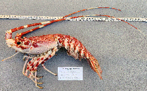  (Palinurus delagoae - Lobster2)  @11 [ ] cc-by-sa (2024) Oceanographic Research Institute Oceanographic Research Institute