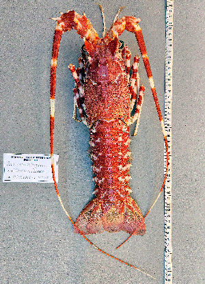  ( - Lobster2)  @11 [ ] cc-by-sa (2024) Oceanographic Research Institute Oceanographic Research Institute
