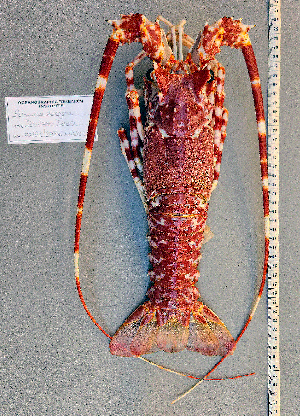  ( - Lobster3)  @11 [ ] cc-by-sa (2024) Oceanographic Research Institute Oceanographic Research Institute