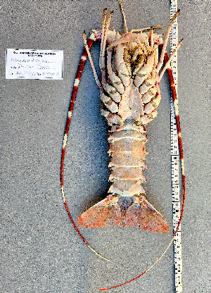  ( - Lobster3)  @11 [ ] cc-by-sa (2024) Oceanographic Research Institute Oceanographic Research Institute