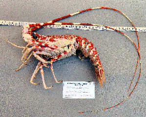  ( - Lobster4)  @11 [ ] cc-by-sa (2024) Oceanographic Research Institute Oceanographic Research Institute