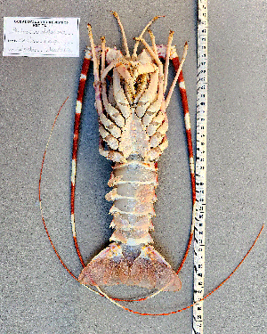  ( - Lobster4)  @11 [ ] cc-by-sa (2024) Oceanographic Research Institute Oceanographic Research Institute