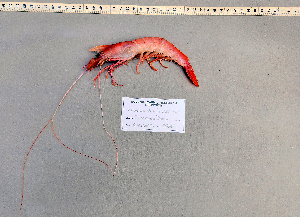  ( - PPRN2)  @11 [ ] cc-by-sa (2024) Oceanographic Research Institute Oceanographic Research Institute