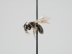 (Panurginus torchio - OSAC_0001300463)  @11 [ ] CreativeCommons  Attribution (by) (2023) Pollinator Health Lab Oregon State University