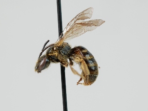  (Lasioglossum allonotus - OSAC_0001300536)  @11 [ ] CreativeCommons  Attribution (by) (2023) Pollinator Health Lab Oregon State University
