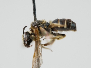  (Lasioglossum colatum - OSAC_0001300540)  @11 [ ] CreativeCommons  Attribution (by) (2023) Pollinator Health Lab Oregon State University