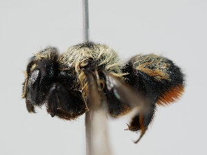  (Megachile melanophea - OSAC_0001300570)  @11 [ ] CreativeCommons  Attribution (by) (2023) Pollinator Health Lab Oregon State University