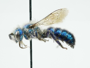  ( - OSAC_0001303061)  @11 [ ] CreativeCommons  Attribution (by) (2024) Pollinator Health Lab Oregon State University