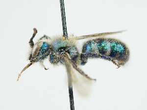  ( - OSAC_0001303067)  @11 [ ] CreativeCommons  Attribution (by) (2024) Pollinator Health Lab Oregon State University