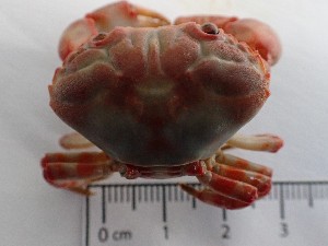  ( - MR23_1)  @11 [ ] Attribution by J. Groeneveld (2025) J. Groeneveld Oceanographic Research Institute