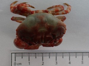  ( - MR23_1)  @11 [ ] Attribution by J. Groeneveld (2025) J. Groeneveld Oceanographic Research Institute