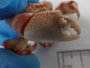  ( - MR23_1)  @11 [ ] Attribution by J. Groeneveld (2025) J. Groeneveld Oceanographic Research Institute